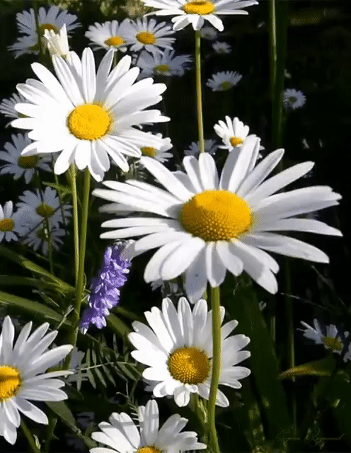 Tapтaлeтки & Ко