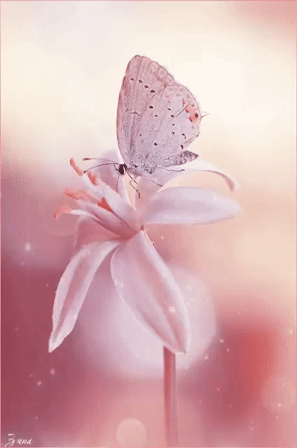 Tapтaлeтки & Ко